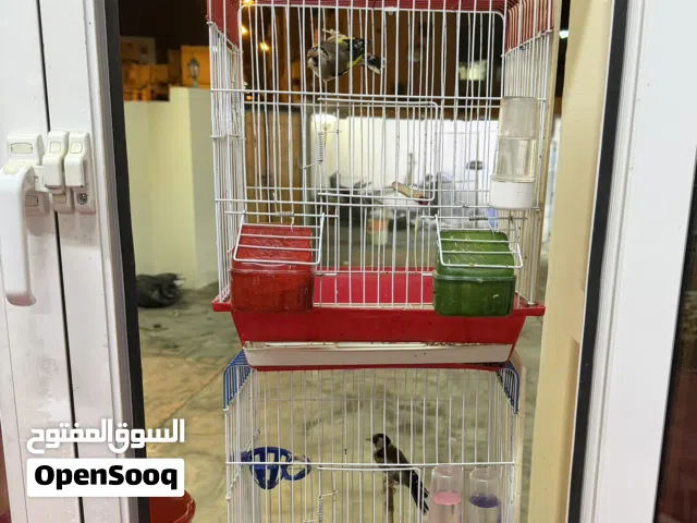 للبيع طيور حسون