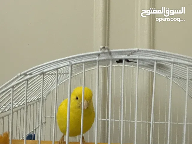 كناري للبيع اليف