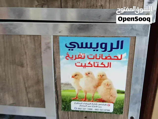 حضانة الرويسي 1200بيظة