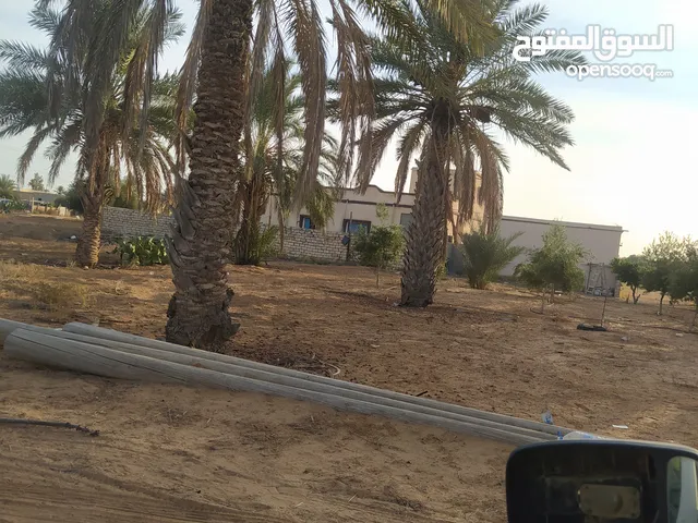 اسلام عليكم ورحمة الله وبركاته يوجد لدينا نخل حلوي وطبوني وبكراري للبيع درجة اولا لتواصل