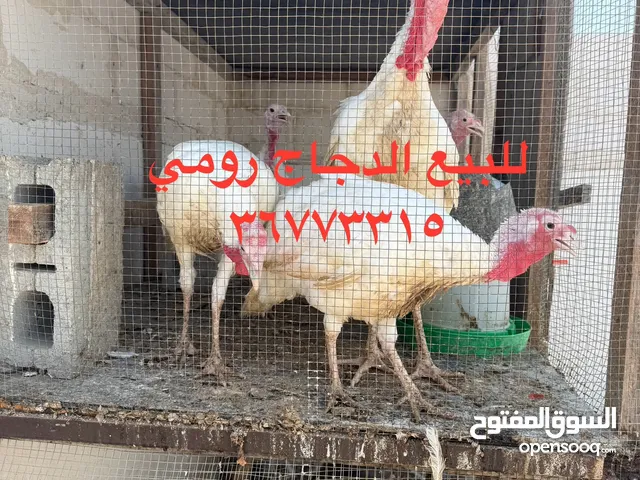 دجاج رومي للبيع