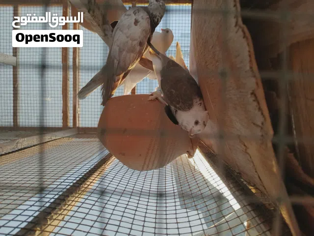 حمام للبيع العدد 4 حبات