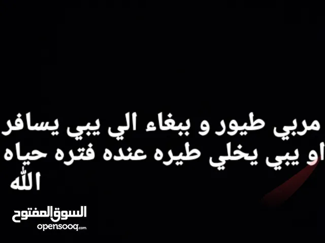 مربي طيور الي يبي يخلي طيره او ببغاء عندي لفتر حياه الله و السعر حسب الفتره