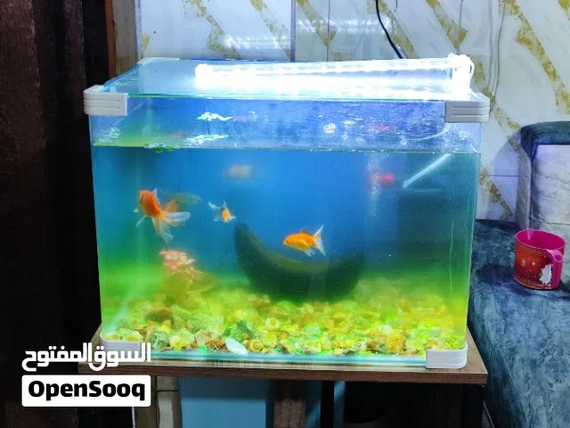 حوض سمك قياس 55