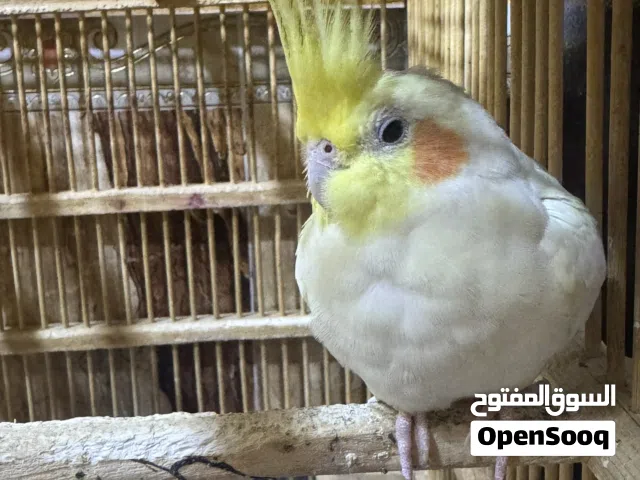 كوكتيل اليف للبيع اشتريته من بيج على الانستا ب55هو والتوصيل سبب البيع ماكو وقت اهتم بي وماعندي توصيل