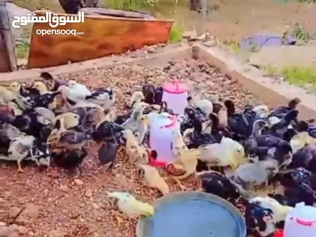 باسم الله ماشاءالله متوفر صوص دجاج بلدي عمر شعر وأخذ جميع المطاعيم العسر دينار
