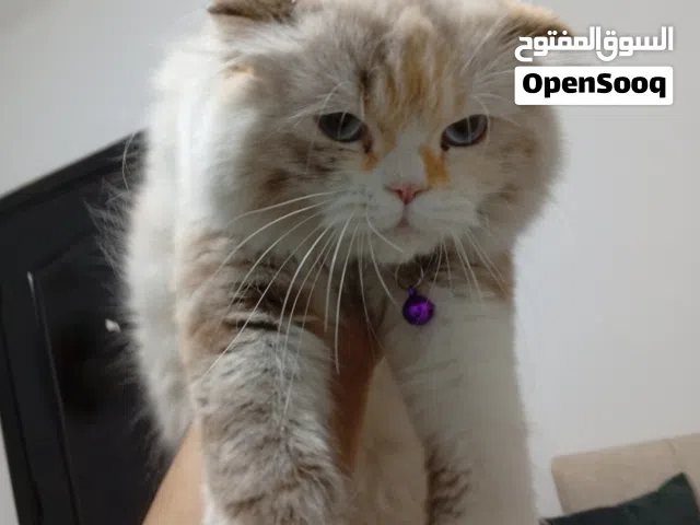 قطة سكوتش فولد انثى لون ابيض فاتح  رمادي لون مميز