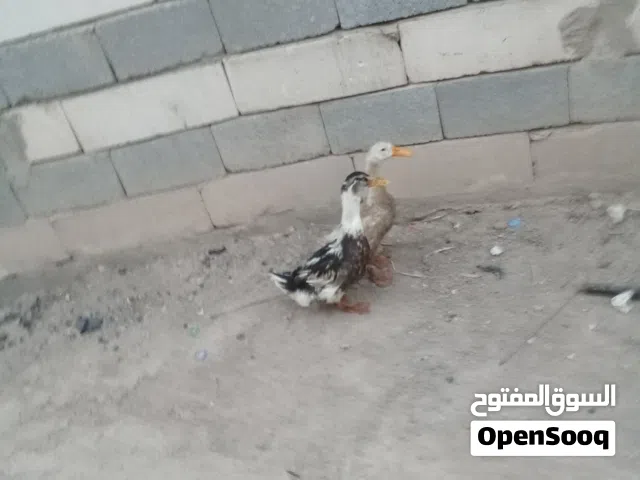 متاح بشوش فحل ونثيه للبيع بسعر مناسب صحه خير من الله المو شراي لايراسل