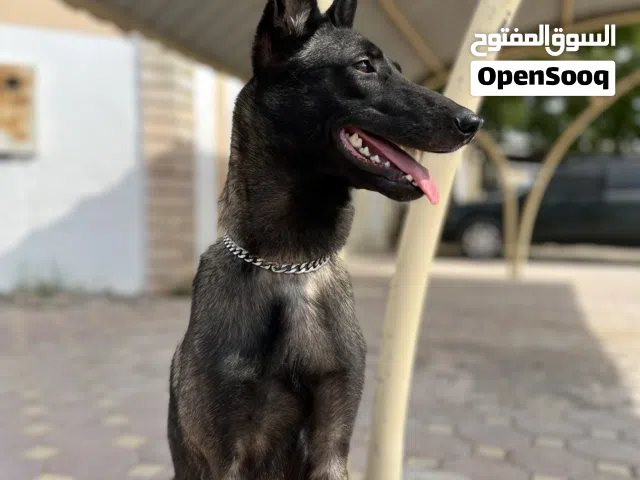 انثى مالينوا شاربوني عمرها 6 شهور