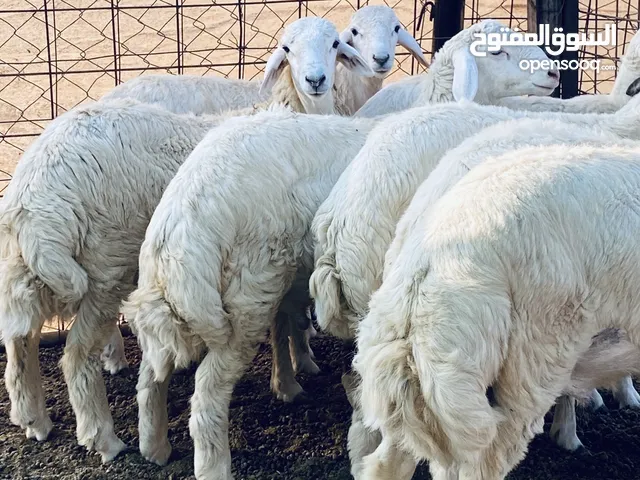 طليان حري للبيع