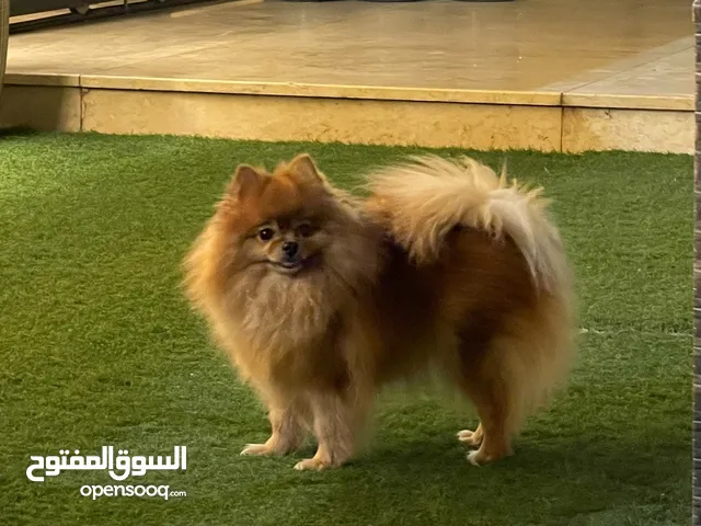 كلابه بومرينين العمر اربع سنوات