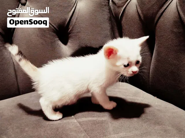 قطه صغيره شيرازي شهرين المكان