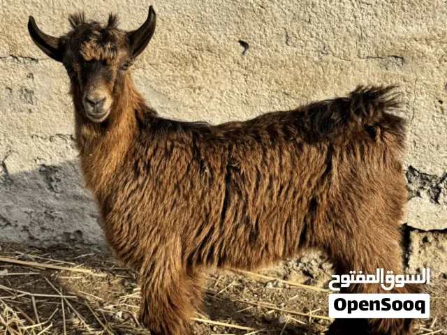 للبيع تيس صغير