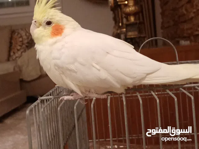 عصفور كوكتيل لوتينو متوحش