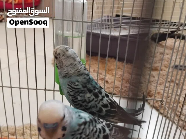 عصافير بقالينو