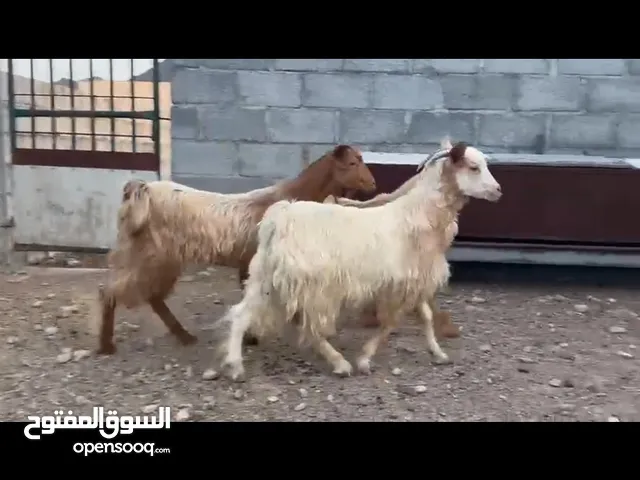 3تيوسا للبيع اقرء الوصف