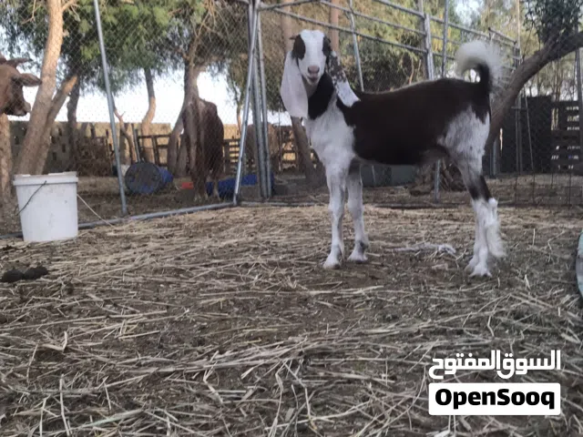 تيس حجازي تهجين رويان حليب مد وشور مذيار