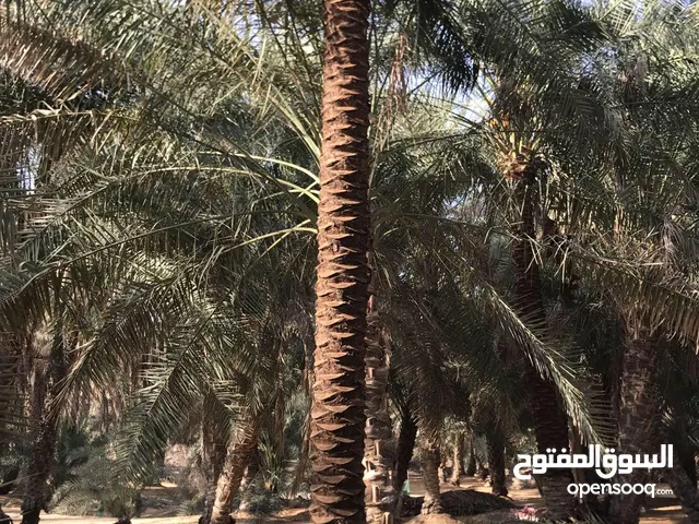 Palm trees 6 Meters