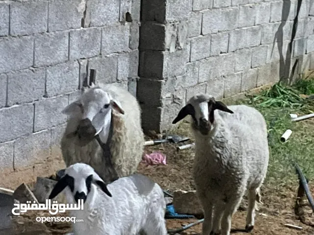 نعج والده فطيمه ومعاها فطيمه للبيع