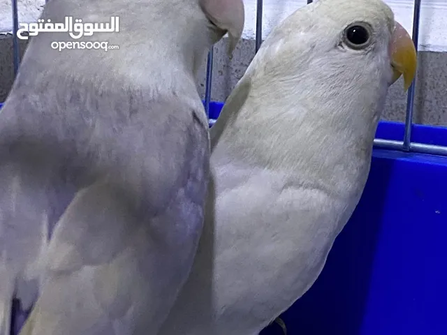 للبيع متو اخضر متعلم