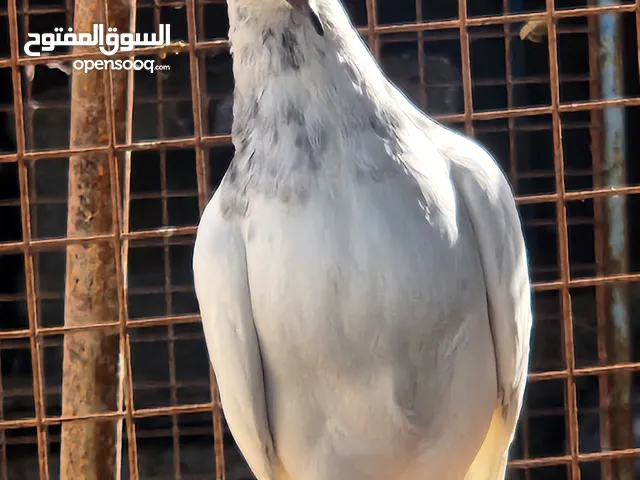حماك بكستاني طيار