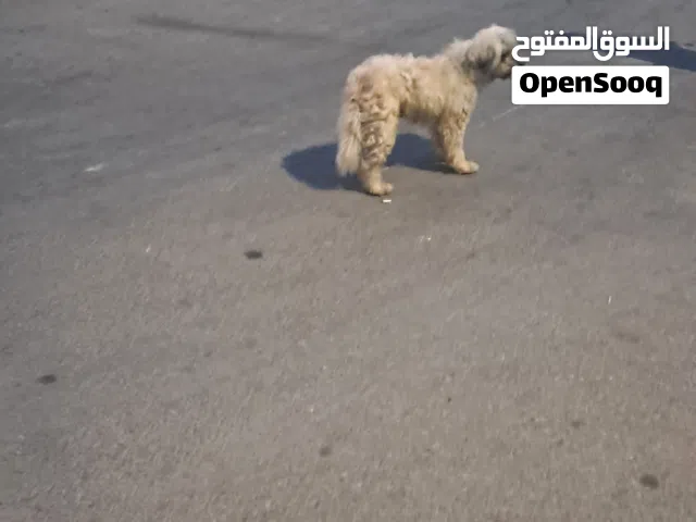 مجانا كلب رو