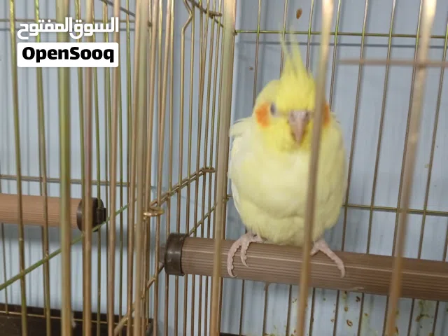 كوكتيل لاتينو اليف ذكر حجم جامبو سعر ممتاز وعرض مميز السعر في الوصف