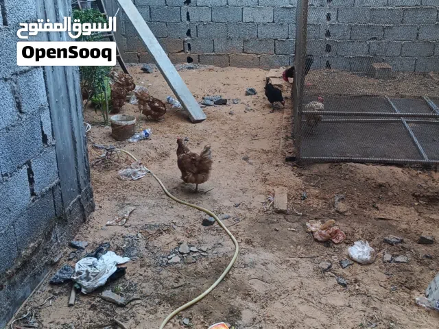 دجاج عربي و احمر
