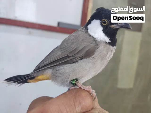 زوج بلابل طيرة وفحل عمرهن سنه
