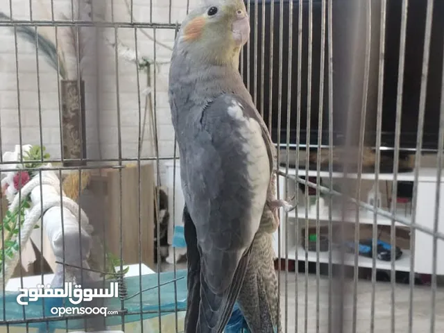 زوج هوجو رومو تكساس جانبو وطيرة تكساس من انتاج الزوج جاهزة