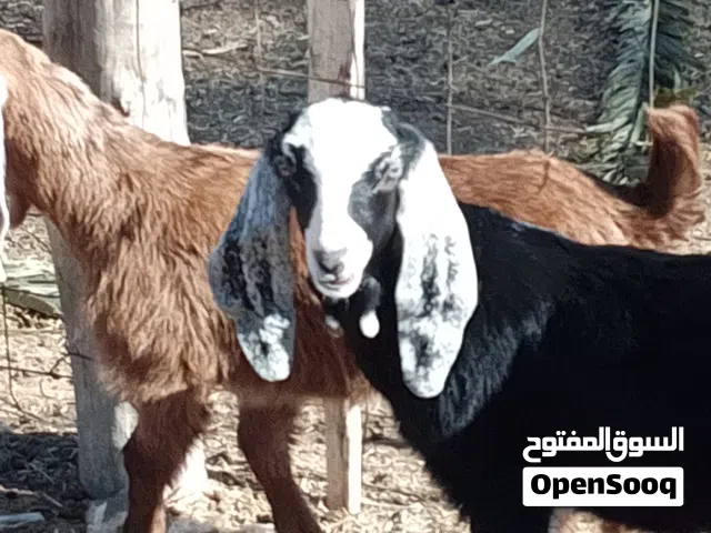 2عنايق تبارك الله مهجنات توميات  سلالة حليب العمر شهرين ونص