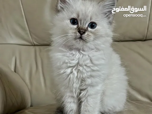 "Adopt a kitten today and experience the joy of pet parenthood!"