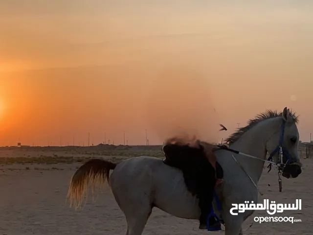 حصان ، خيل