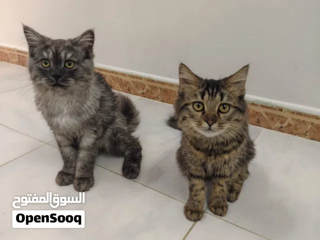 قطتين شيرازيات