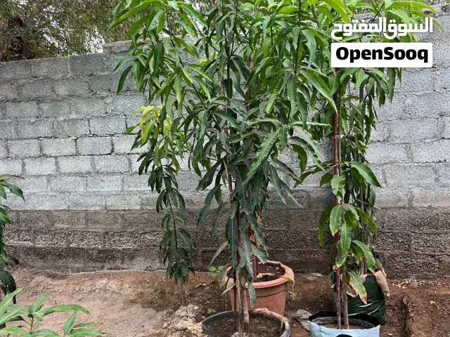 اشجار المانجو