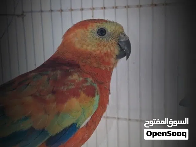 ببغاء ريدرام للبيع التواصل على الواتس اب