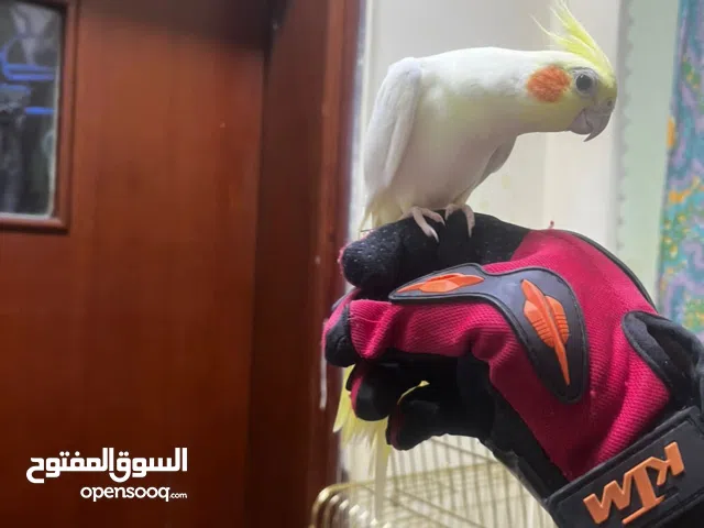 Tamed healthy 4 cocktails, whistling beautifully, hv ability to copy different whistling sounds .