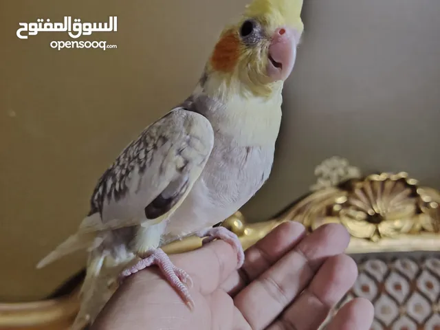 كوكتيل متدرب