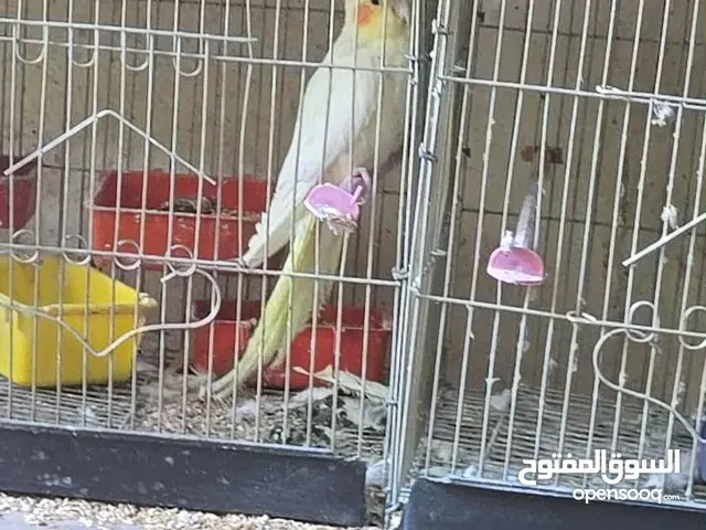 للبيع قص لتيني مشاءالله تبارك الله ورقد علي 4بيضات مشاءالله بكل مشتملاتو .والتوصل واتس او فون