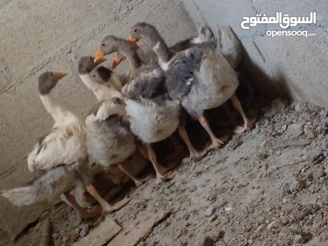 وز عدد 5 للبيع بسعر مغري للبيع او للبدل على دجاج