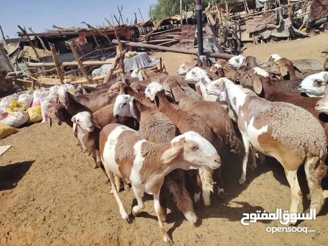 حواله تبارك الرحمن للبيع جملة اقرأ الوصف