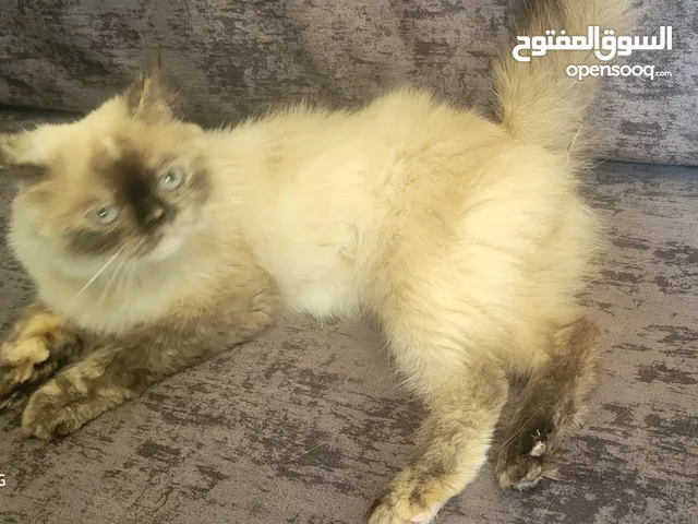 قط سيامي للبيع