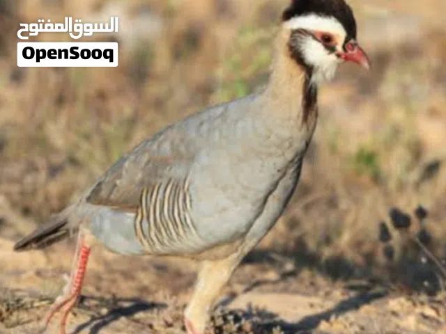 مطلوب شني للبيع