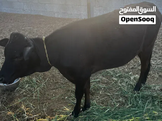 بقرة وعيلة للبيع