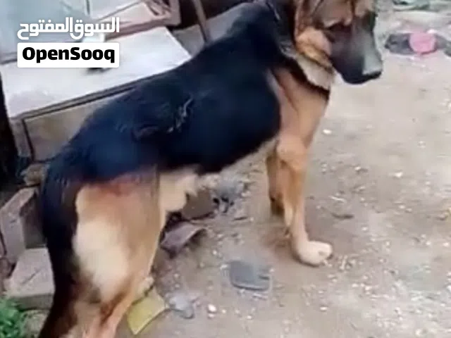 ذكر جرمن توب