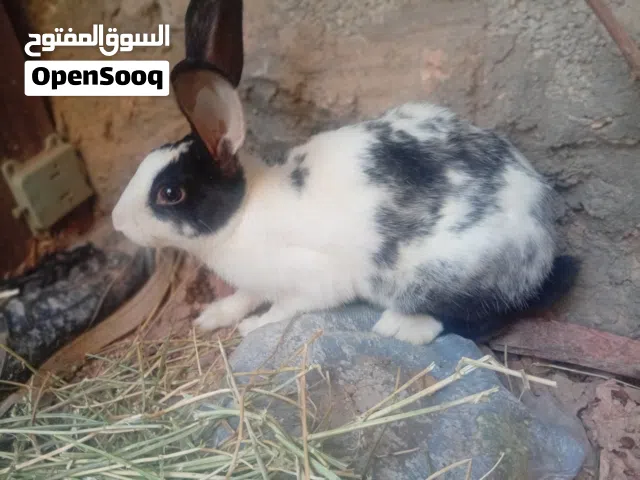كوبيه دكر وانتى حاجه ربي يبارك