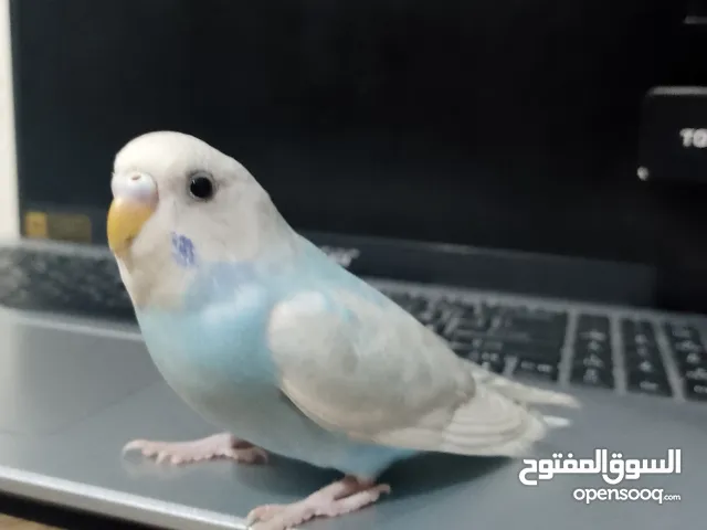 مفقود في ضاحيه الحاج حسن