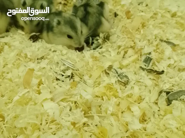 هامستر روسي ( القزم ) عمر 20 يوم كمية محدودة