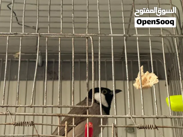 بلبل نص اليف قلاب للبيع مع القفص