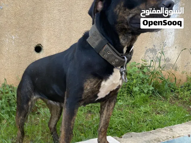 انثى اميركان بولي